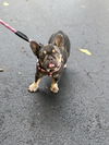 Chiquita