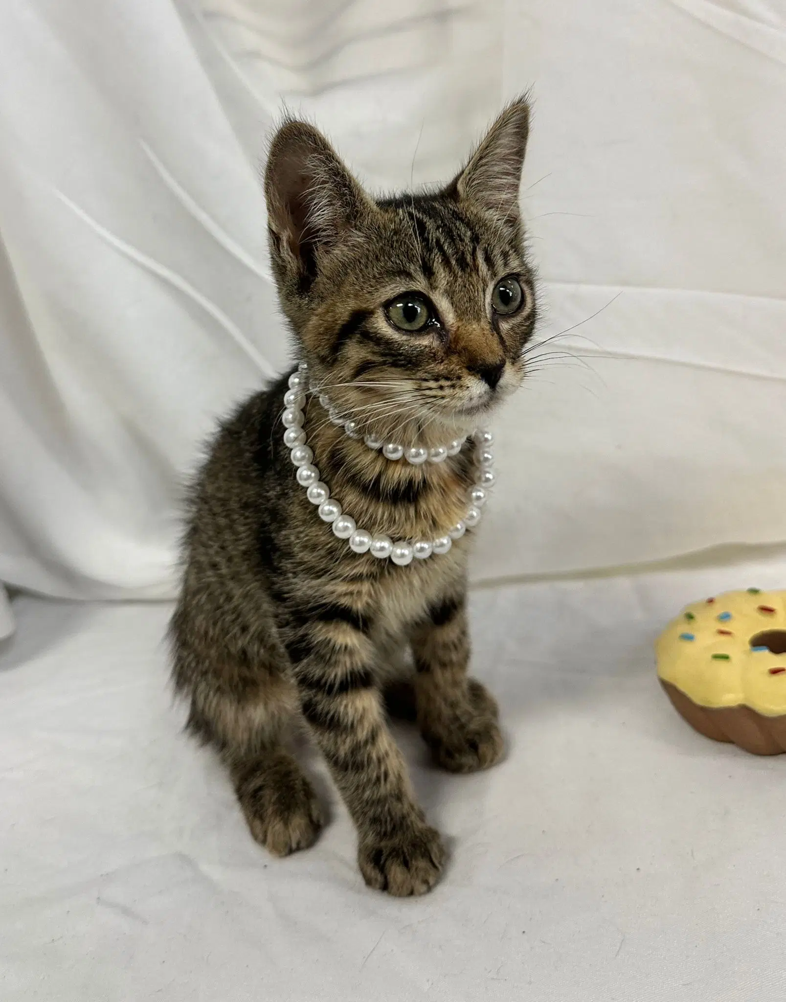 Xia - Domestic Short Hair