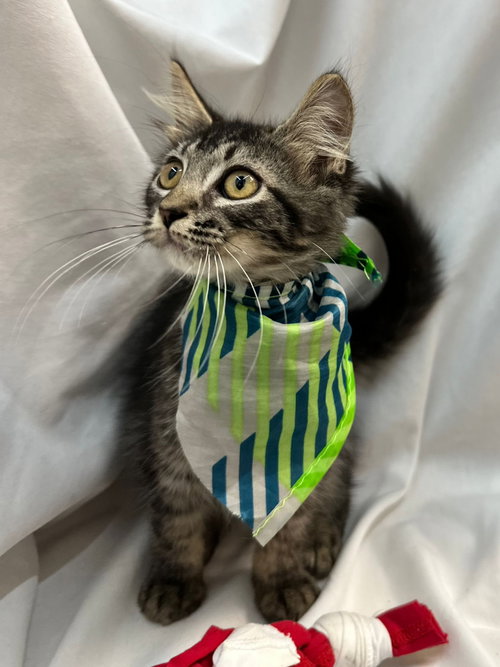 PIERRE - Domestic Medium Hair available for adoption