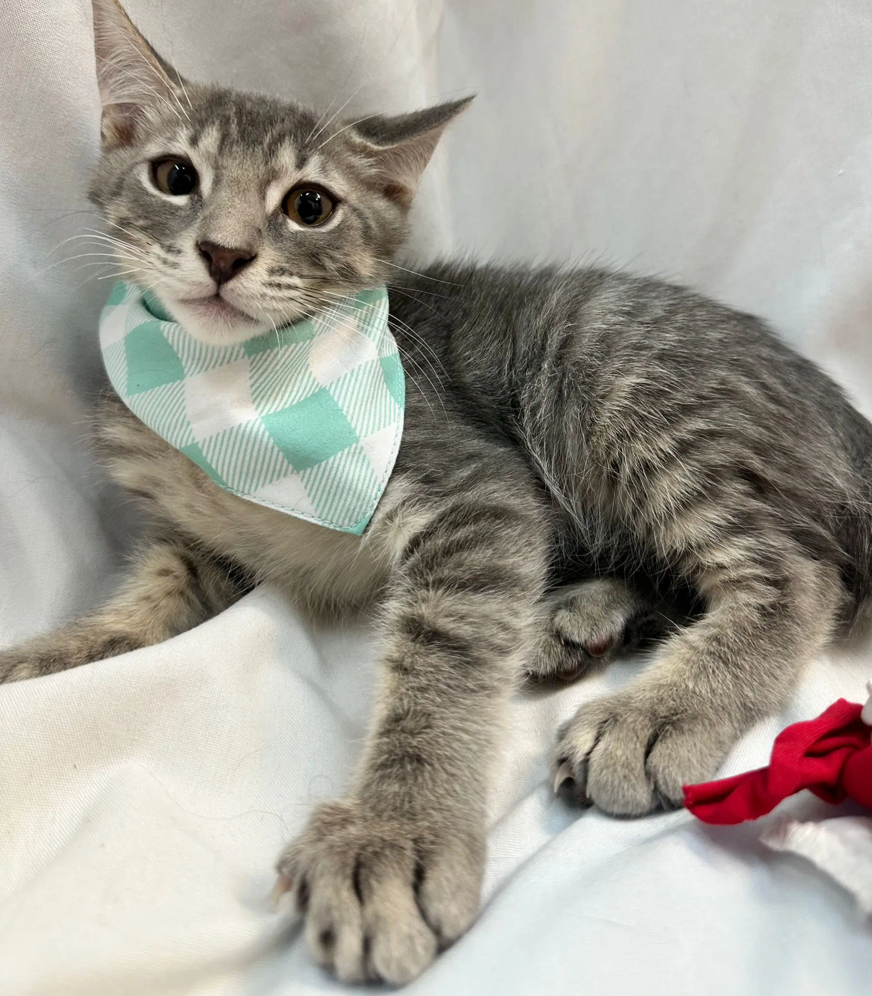 Paolo - Domestic Medium Hair