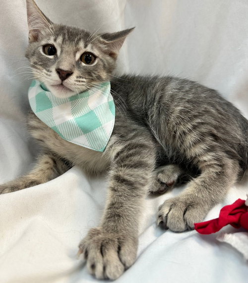 PAOLO - Domestic Medium Hair available for adoption