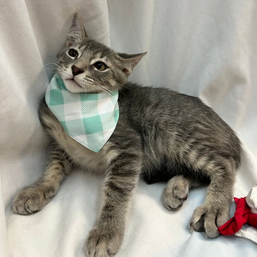 PAOLO - Domestic Medium Hair available for adoption