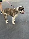 SAMPSON