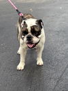 SAMPSON