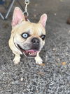 DIAMOND DOG