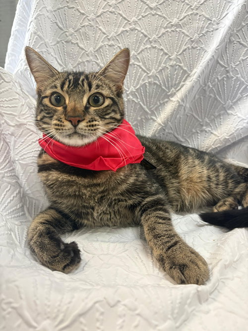 TWIX - Tabby available for adoption