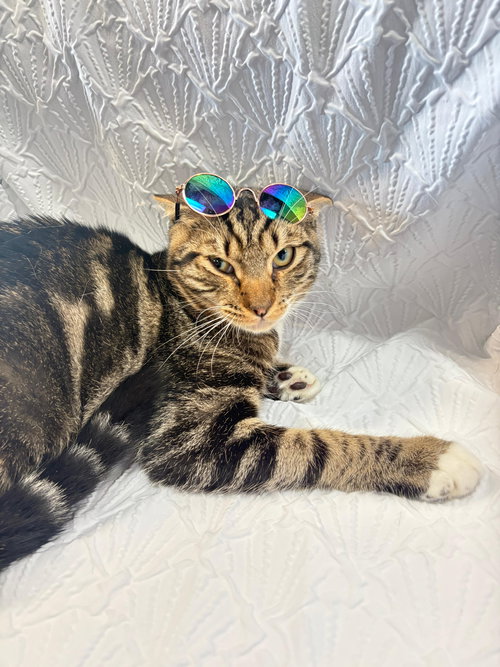 SNICKERS - Tabby available for adoption