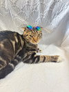SNICKERS - Photo 3