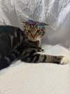 SNICKERS - Photo 4