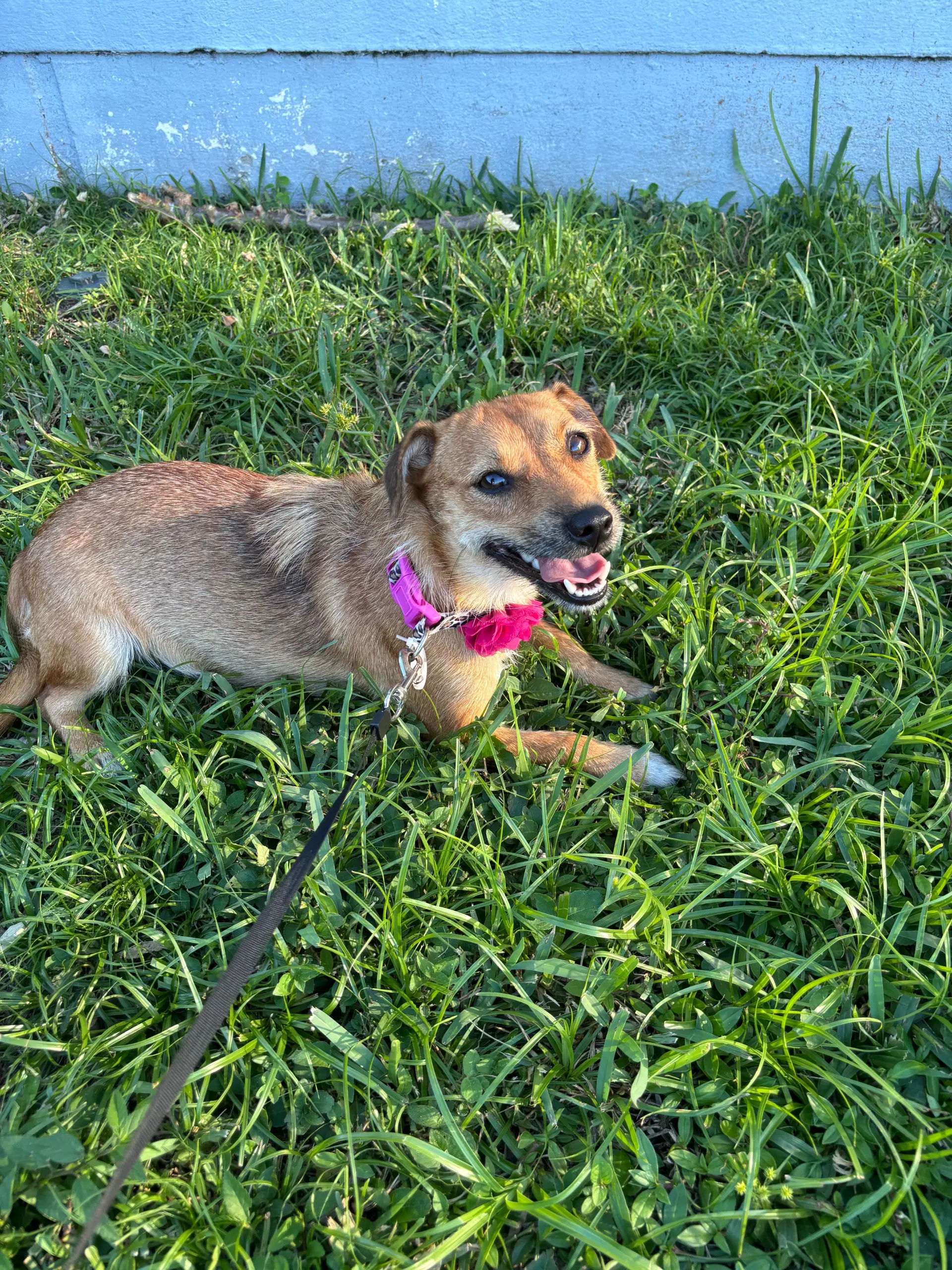 Dayse - Terrier