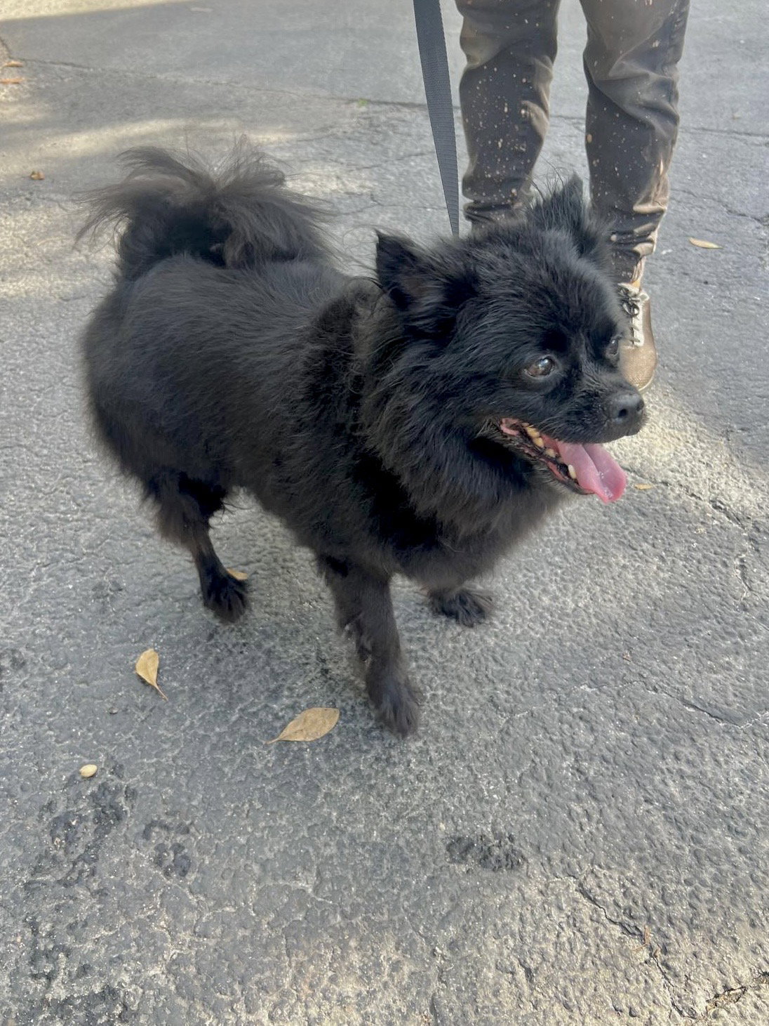 Pomeranian