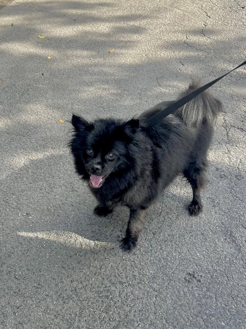 LUA - Pomeranian available for adoption