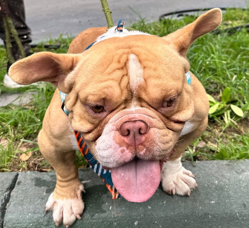 MAC - American Pit Bull Terrier available for adoption