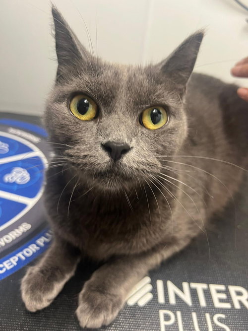 picture of the cat needing adoption