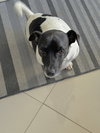 TOBI JR aka Oreo - Photo 1