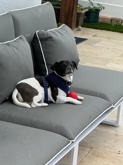 TOBI JR AKA OREO - Jack Russell Terrier available for adoption
