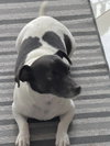 TOBI JR aka Oreo - Photo 3