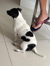 TOBI JR aka Oreo - Photo 5