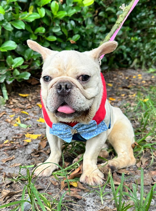 ISABELLA - French Bulldog available for adoption