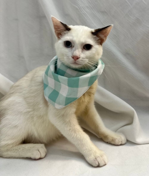 picture of the cat needing adoption