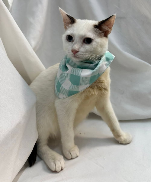 BRIE - Domestic Short Hair available for adoption