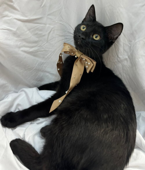 picture of the cat needing adoption