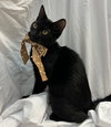 MANIE - Photo 2