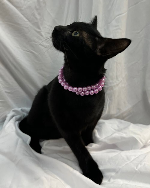 MAIVEN - Domestic Short Hair available for adoption