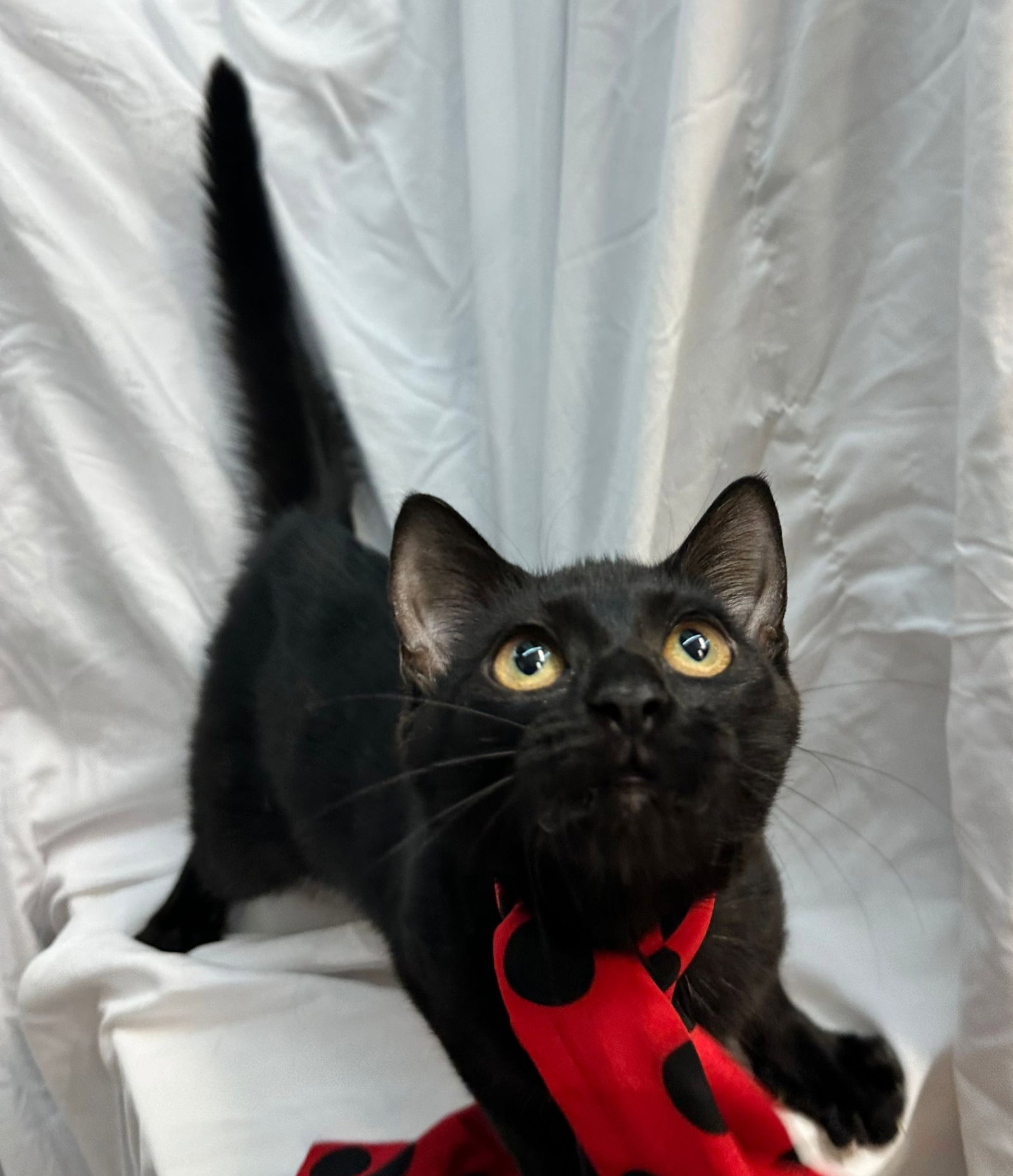 MINNIE Image