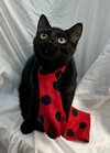 MINNIE - Photo 2