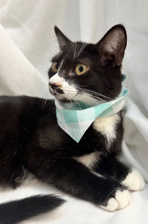 BINX - Domestic Short Hair / Tuxedo available for adoption
