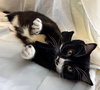 BINX - Photo 3