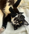 BINX - Photo 4