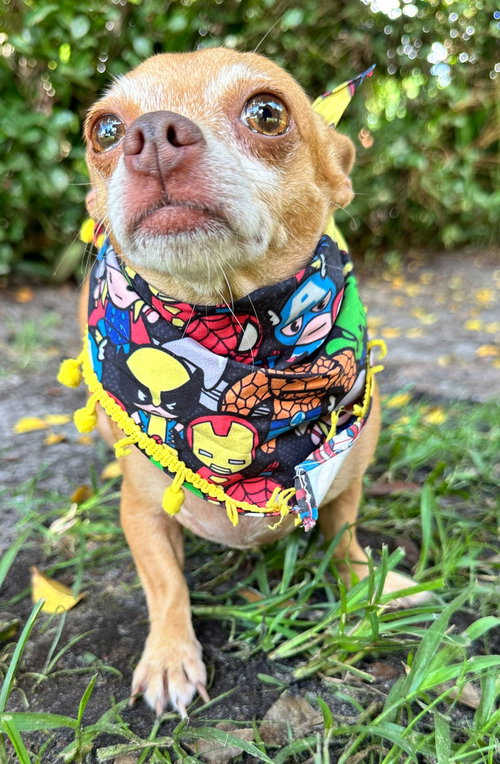 picture of the dog needing adoption