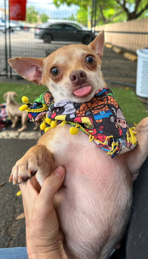 picture of the dog needing adoption