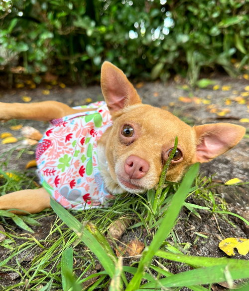 ROMY - Chihuahua available for adoption