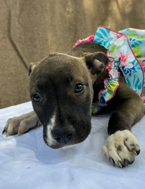 MARGARITA - American Bulldog available for adoption