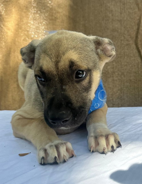 picture of the dog needing adoption