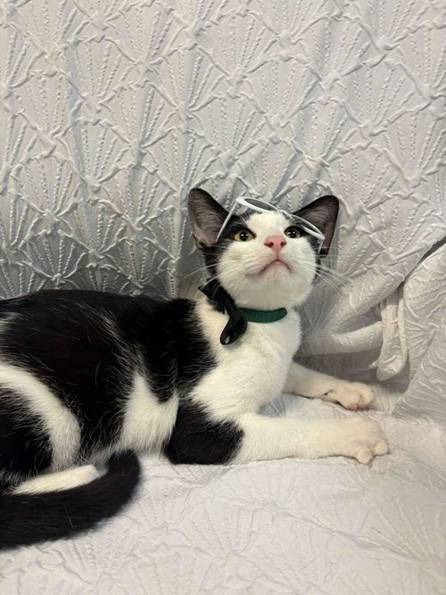 TUCK, an adoptable Tuxedo in Margate, FL