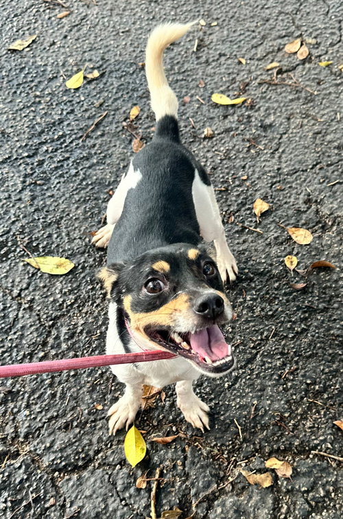 picture of the dog needing adoption