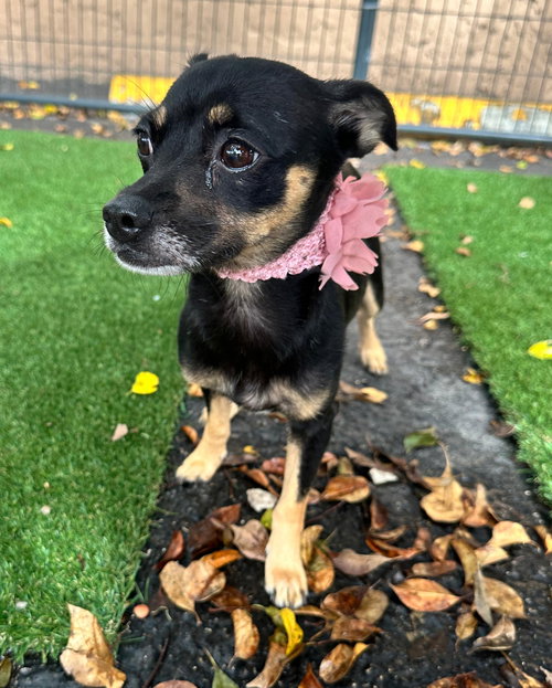picture of the dog needing adoption