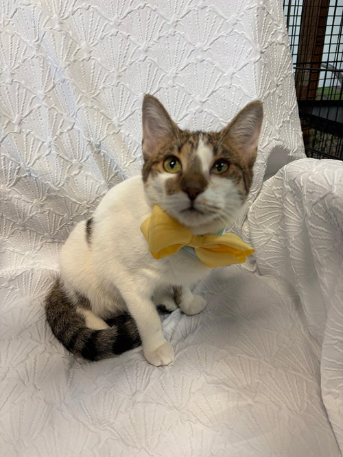 SNOW - Domestic Short Hair / Tabby available for adoption