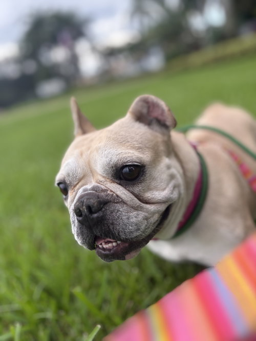 picture of the dog needing adoption