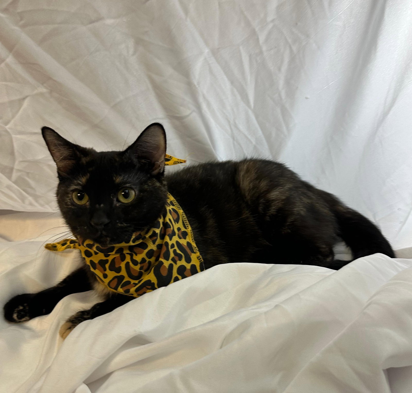 cleo Image