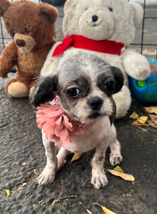 picture of the dog needing adoption