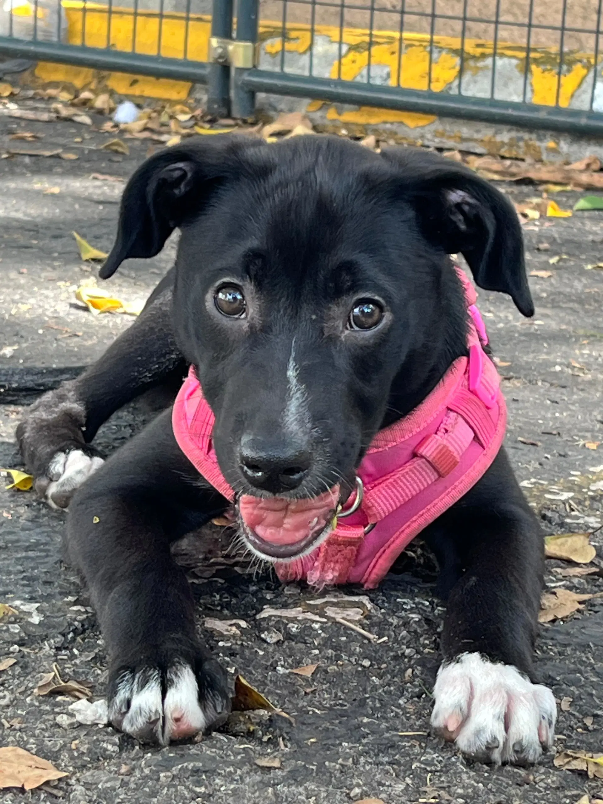 Luna - Labrador Retriever
