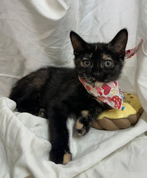 picture of the cat needing adoption