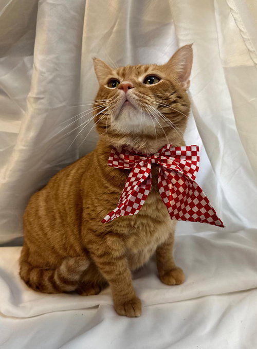 CLEBER - Domestic Short Hair available for adoption