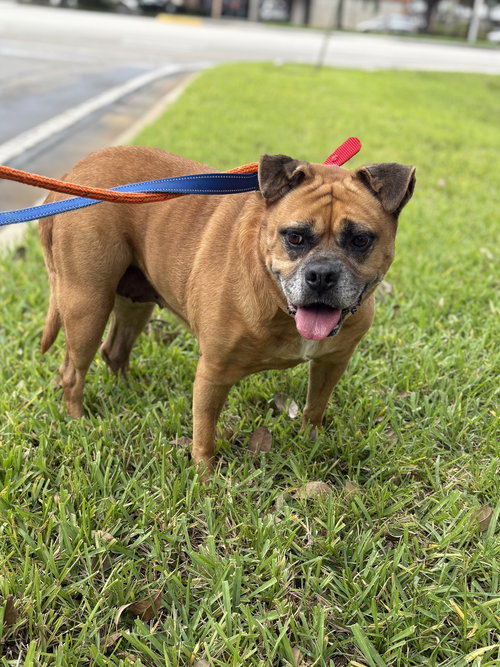 ZOE - Boxer available for adoption