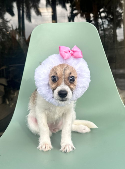 PEROLA - Chihuahua available for adoption